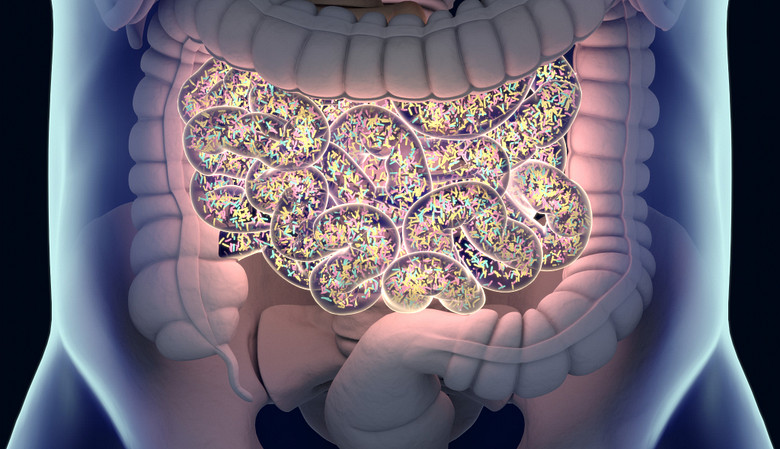 Gut microbiome in the intestinal tract.